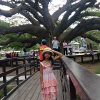 ใต้ร่มเงาอันอบอุ่นของต้นจามจุรียักษ์