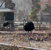 動物多過旅客的公園