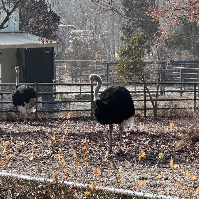 動物多過旅客的公園