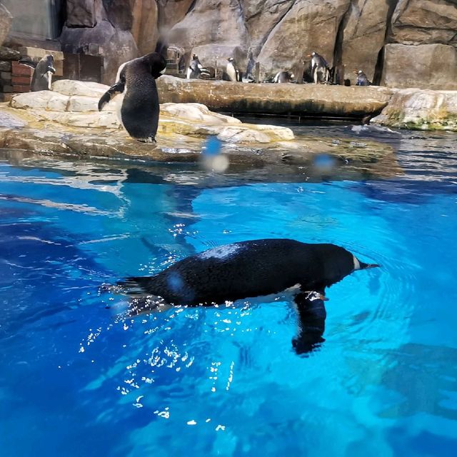 海洋公園動物show