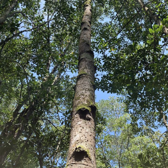 A Day in Kukup Island National Park