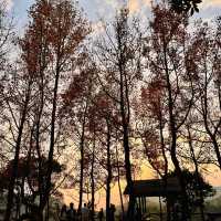 睇住日落紅葉打卡，一次滿足晒兩個願望！