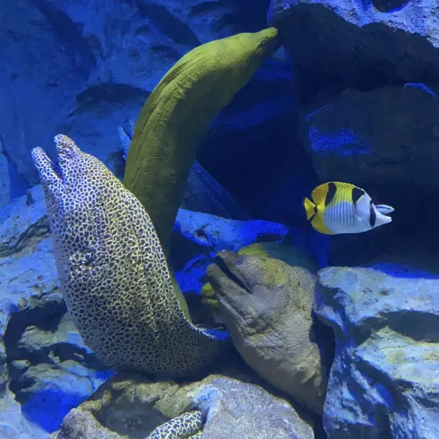Singapore SEA Aquarium 