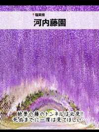絶景！GWが見頃のお花畑スポット7選