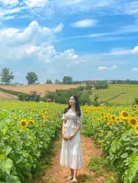 7월에 피는 가장 예쁜 꽃 해바라기🌻보러 안성팜랜드로 오세요💛