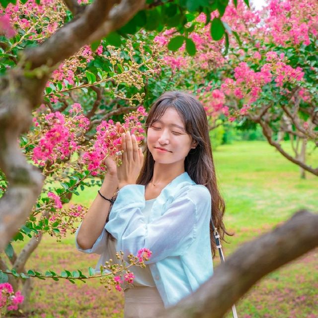 💝 여름의 분홍꽃 배롱나무가 가득한 [경주, 첨성대]