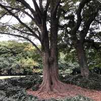 【きぬた公園】