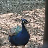 Indore zoo worth one day trip
