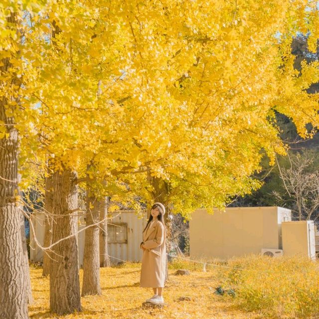 💛외국 자작나무숲의 한국버전 은행나무숲 [경주, 도리마을]