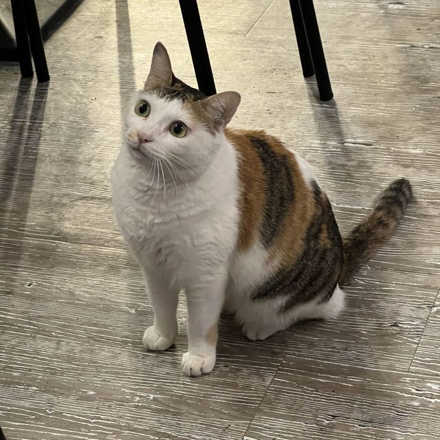 貓之谷！貓星人甜蜜時光！地球其實有好多愛心爆棚嘅貓奴！🐱喵