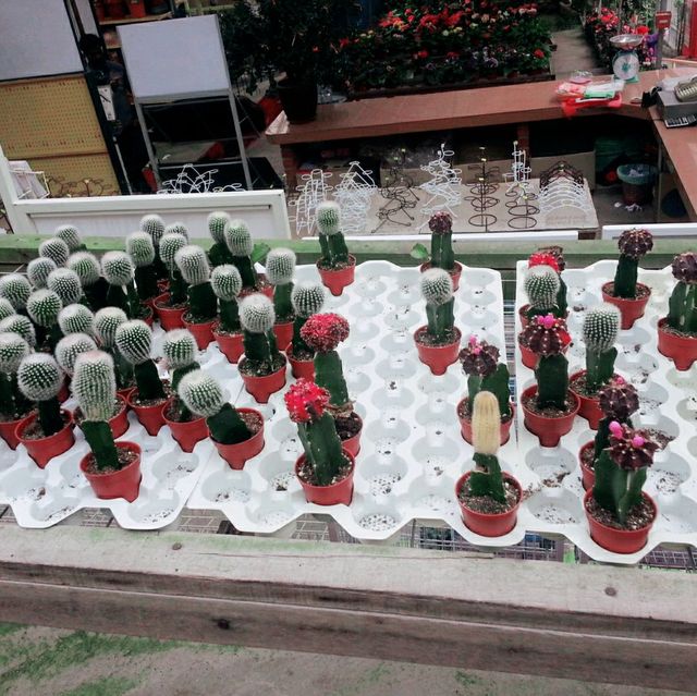 Cactus 🌵 Lover loved this! 😍