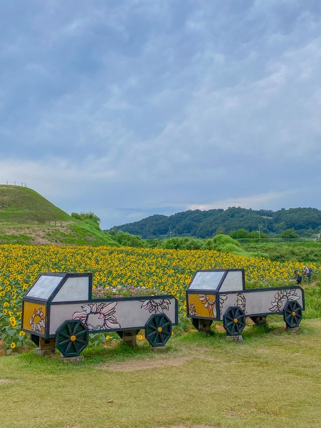 지금 가보기 좋은 연천 호로고루 해바라기 명소🌻