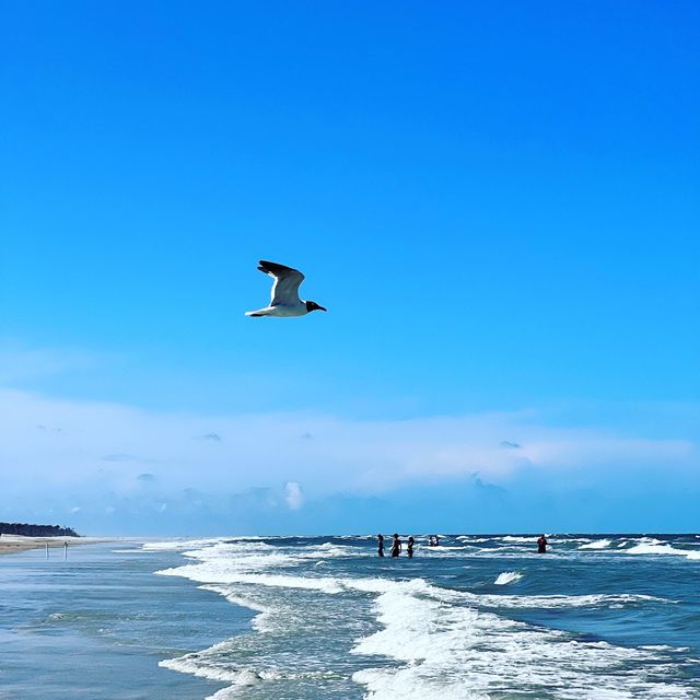 Little Talbot Island in JAX! 