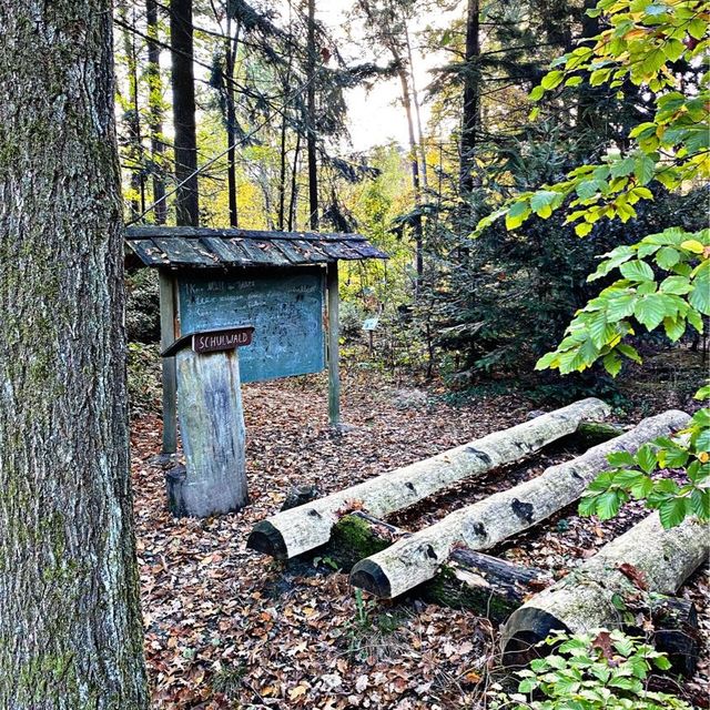 School in the Forest