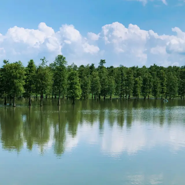 water forest at Qingxi park (Shanghai)