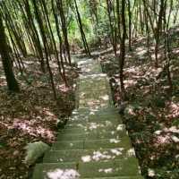 Mount Yangtai Forest Park