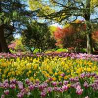 Tulip Paradise in Shanghai