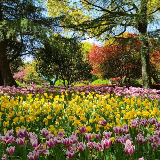 Tulip Paradise in Shanghai