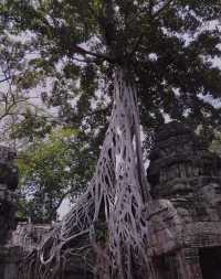 Angkor Wat