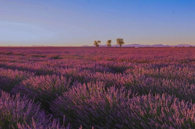 Provence | Lavender self-driving tour in France