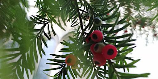 Tree Folk Sing | Queen Square