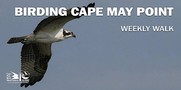 Birding Cape May Point | Cape May Point State Park - Hawkwatch Platform