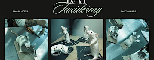 Rat Taxidermy Workshop | Pretty Dead Taxidermy