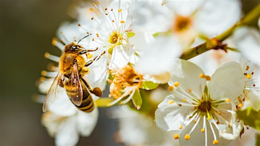 Life in Motion: Pollinators, Wildlife and Food Webs | Crown Point Ecology Center