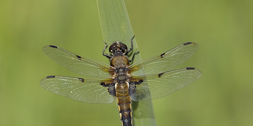 Summer on the Marshes Photography Course (VCC2806) | Carlton Marshes Nature Reserve & Visitor Centre