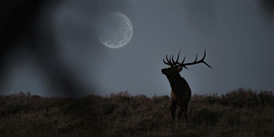 Nourish your Creativity on the Full Buck Moon | The Well P.A.