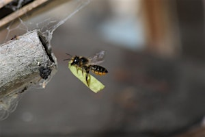 Willow Weaving & Bees | Scottish Wildlife Trust - Loch of the Lowes Visitor Centre & Wildlife Reserve