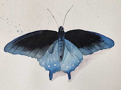 Watercolor Butterfly: Pipevine Swallowtail | Harry P. Leu Gardens