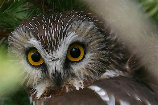 Owl Prowl at Claireville Outdoor Education Centre | Claireville Conservation Area (Field Study Centre)