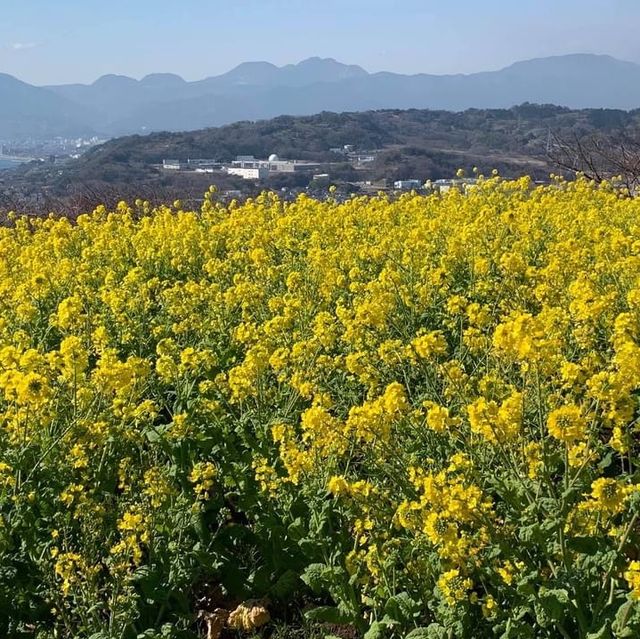 吾妻山公園