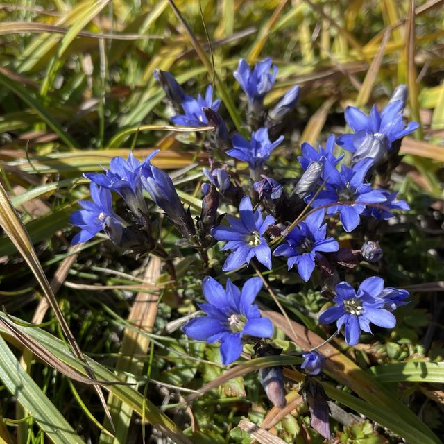 北海道　黒岳の高山植物