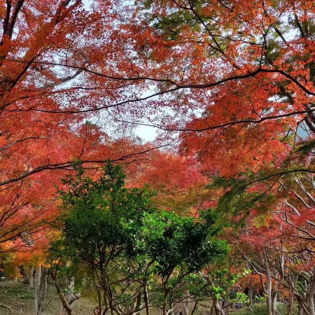 在京都賞紅葉