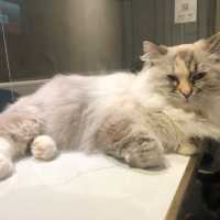 🐱奴必到既地方