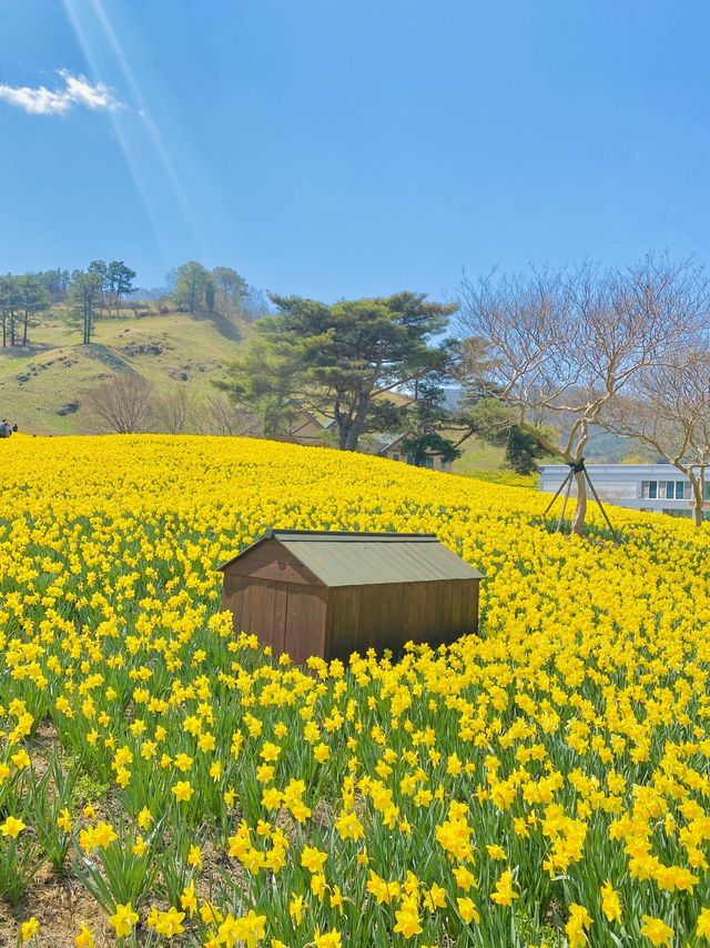한국의 스위스🌿노랑노랑 수선화와 호수를 한번에 볼 수 있는 곳!