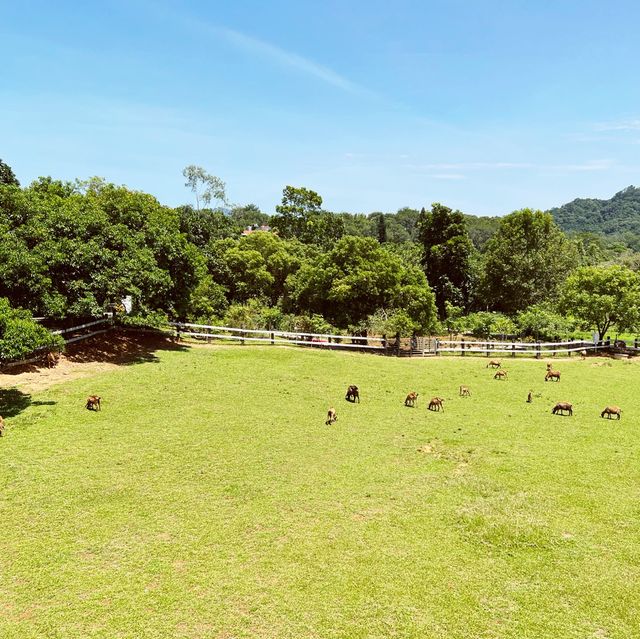 讓你認識能吃的香草｜原生應用植物園區｜被植物包圍的悠閒美景