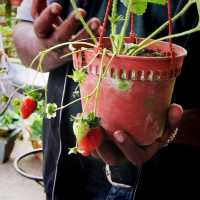 The Big Red Strawberry Farm At Cameron
