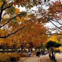 Autumn at Seoul Olympic Park