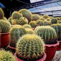 Beautiful Cactus 💖