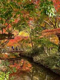 大分の紅葉🍁