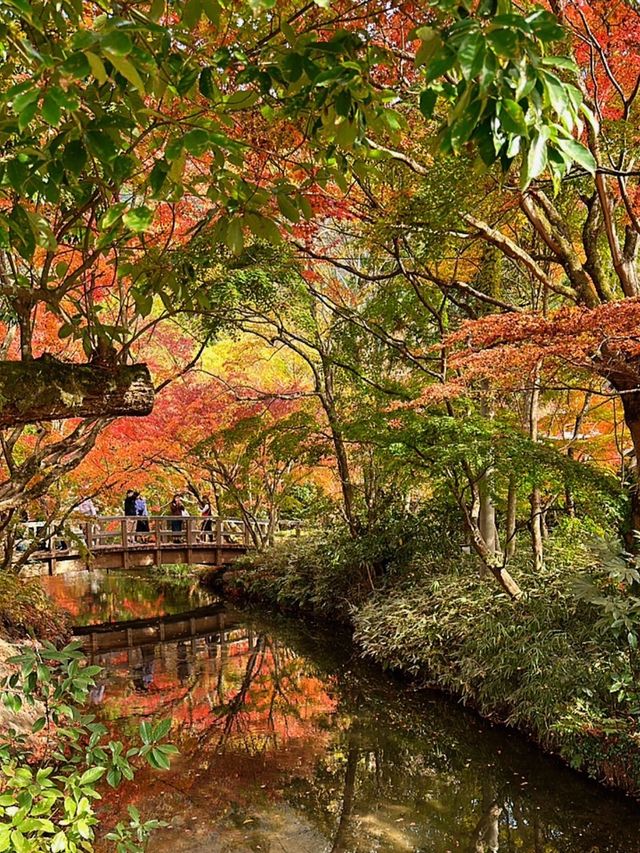 大分の紅葉🍁