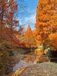 가을에 꼭 가야하는 장태산자연휴양림 🍁