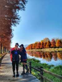 반영이 아름다운 담양 관방제림🤎11월말까지 예쁠거예요🍂
