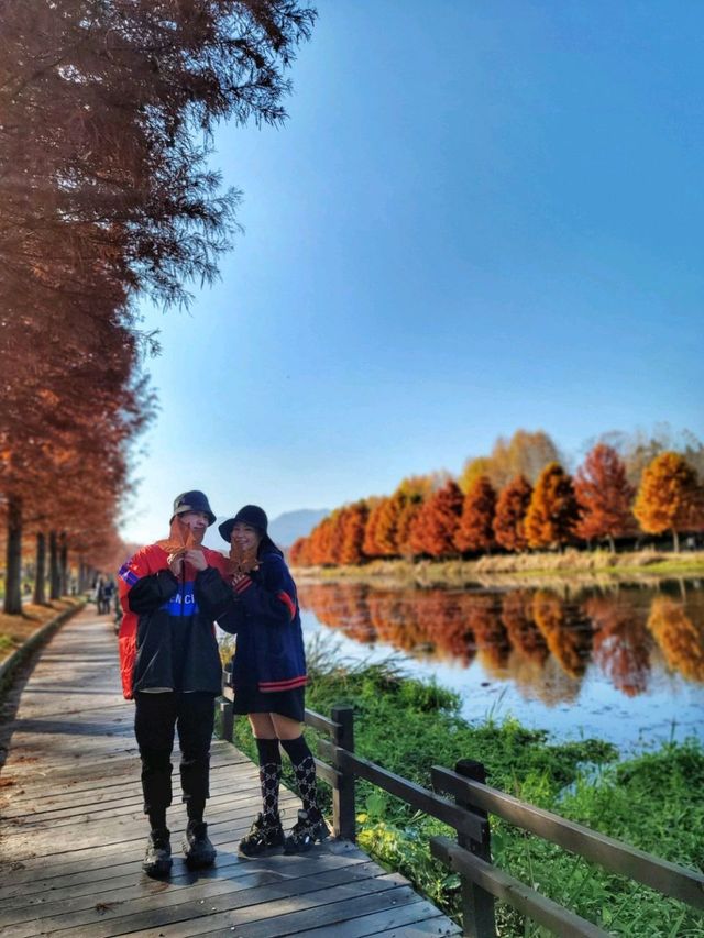 반영이 아름다운 담양 관방제림🤎11월말까지 예쁠거예요🍂