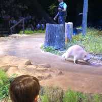 新加坡夜遊野生動物園