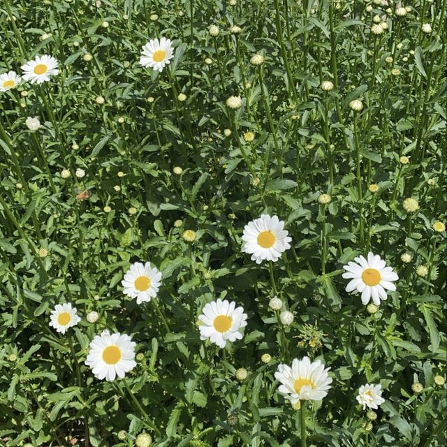 [부산] 좋은 공기마시며 가볍게 산책할 수 있는 곳🎋