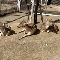 神戸どうぶつ王国迫力あるオウムたち